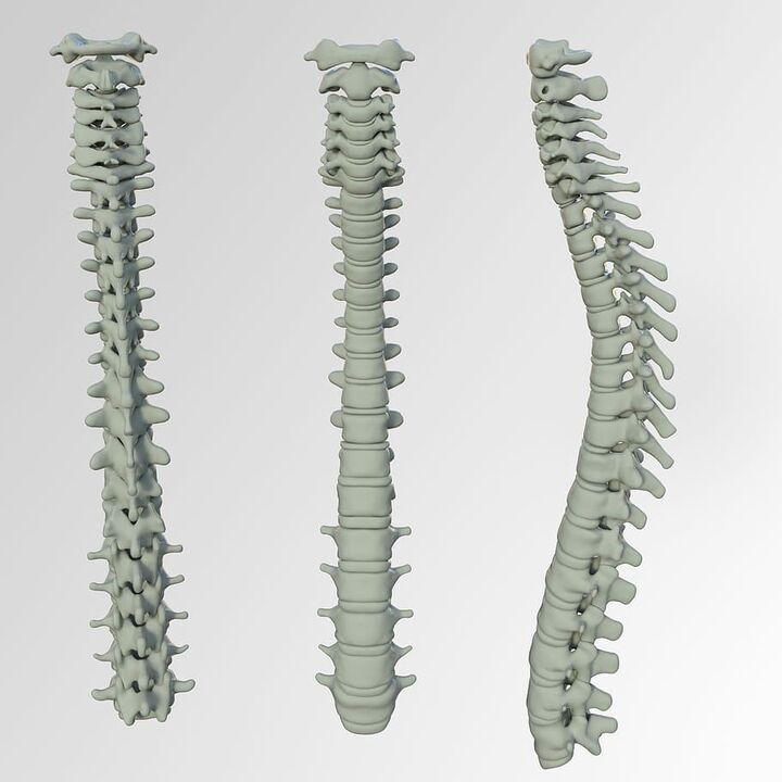 Schedule for the spine